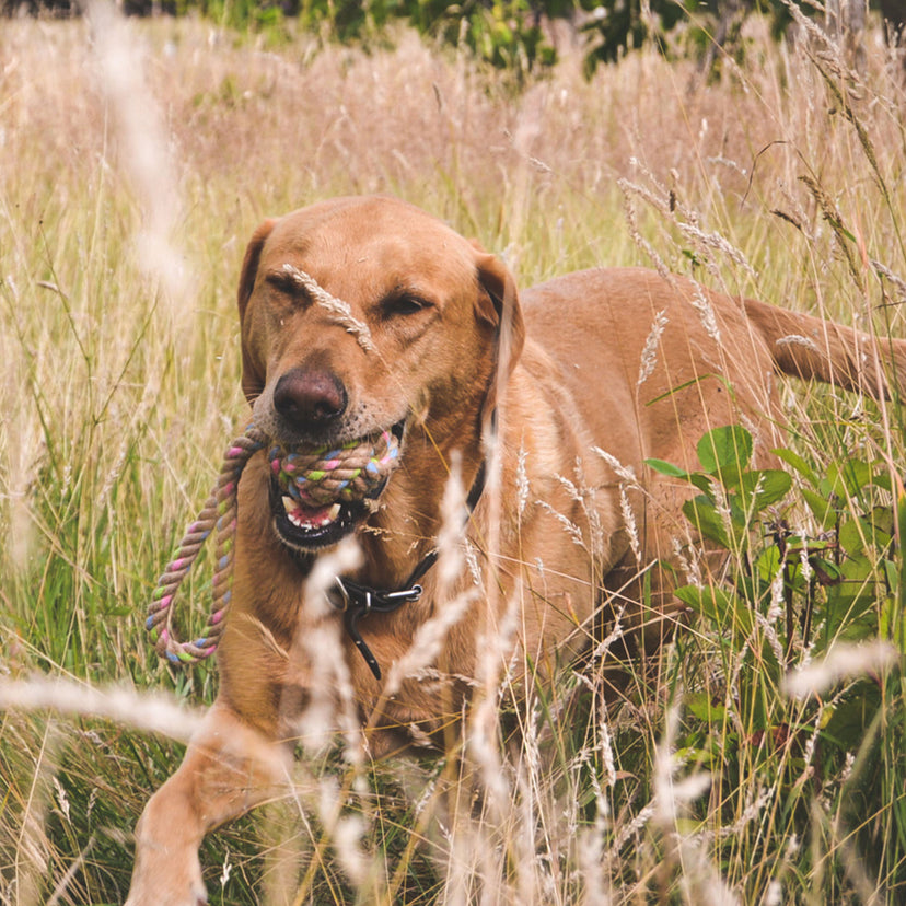 Spielzeug Beco Hemp Ball mit Schlaufe für Hunde