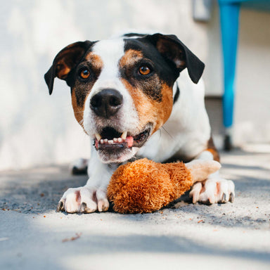 PLAY Fried Chicken für Hunde