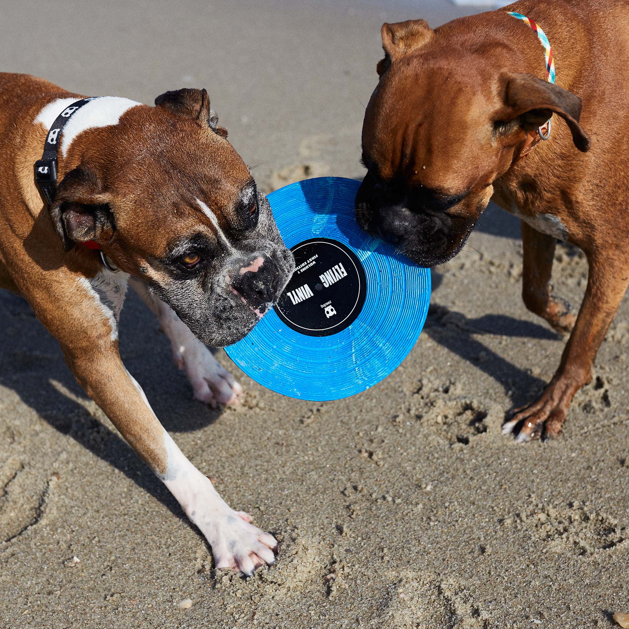 Zee.Dog Flying Frisbee