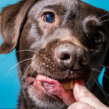 Snack Soft Bites Move & Groove für Hunde