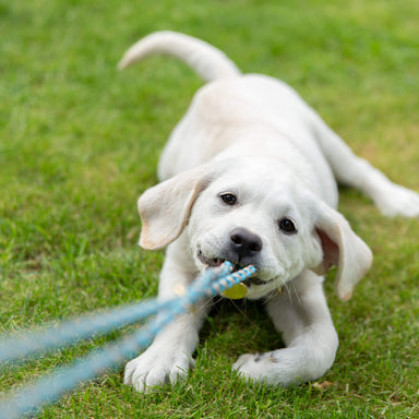 Zubehör Halsband Leinen Set Biothane Dunkelgrau/Blau für Hunde