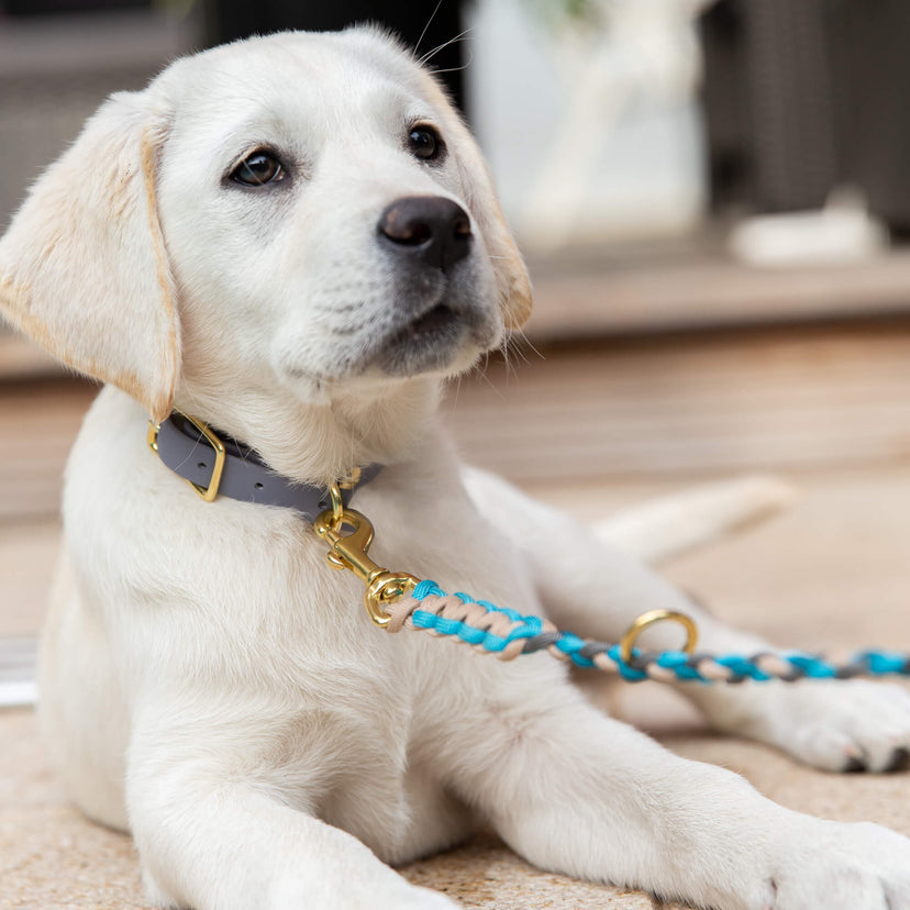 Zubehör Halsband Leinen Set Biothane Dunkelgrau/Blau für Hunde