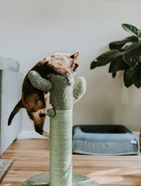 cats playing cat tree