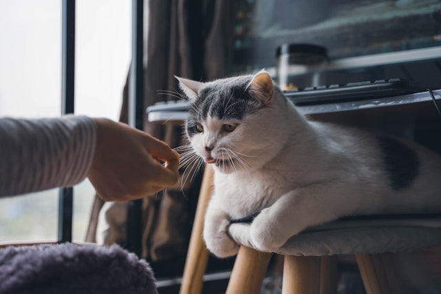 Cat feeding during Ramadan