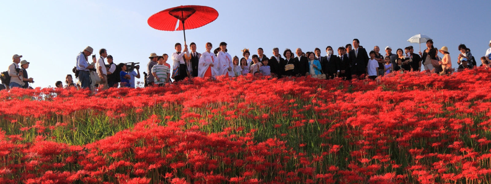 Découvrez la signification de la fleur rouge japonaise