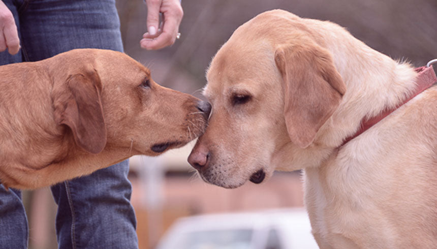 Sharing love with Dog Speak