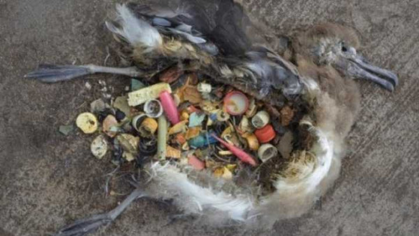 Bird ingesting plastic