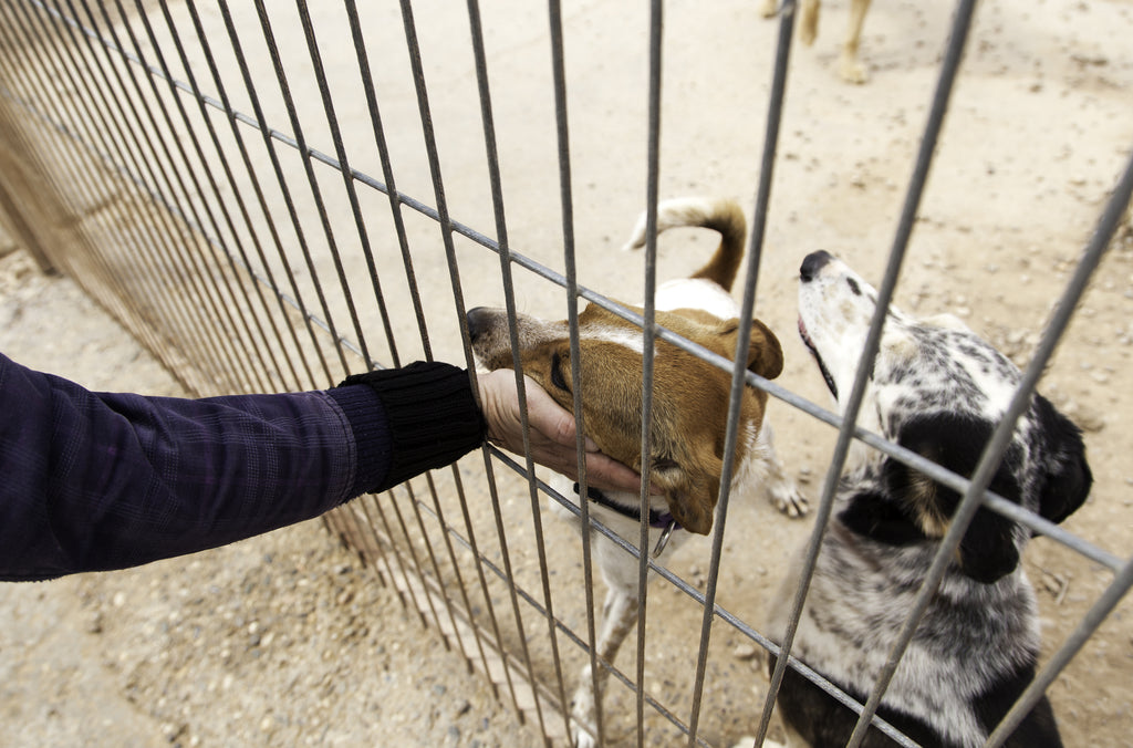 Dens & Kennels photo of employee petting a dog in a Rhino kennel