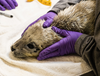 Seal in treatment with purple gloves.png