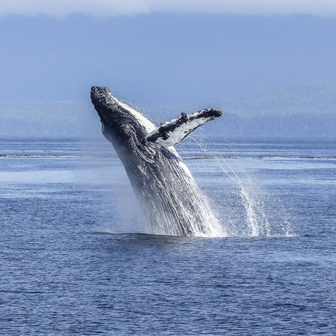 Shore Buddies Wisdom Wednesday humpback Whale jumping.png