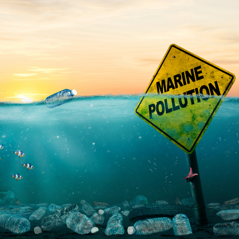 Shore Buddies Wisdom Wednesday stop marine ocean pollution.png