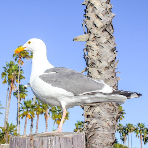 Photo of of seagull from dropbox