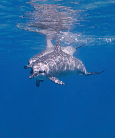 Two dolphins swimming side by side