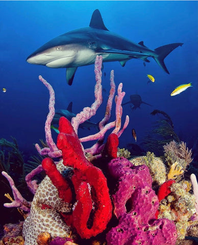 Coral Reefs at tiger beach with shark in background 