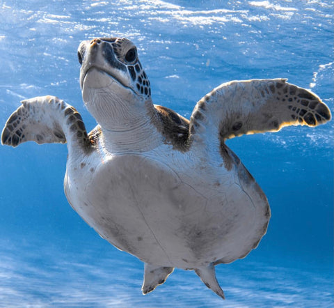 Sea turtle