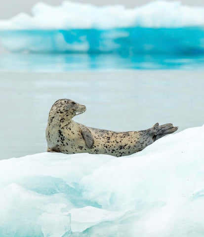 Spotted Seal in arctic