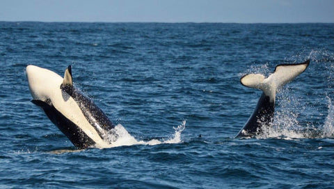 large orca in monterey bay 