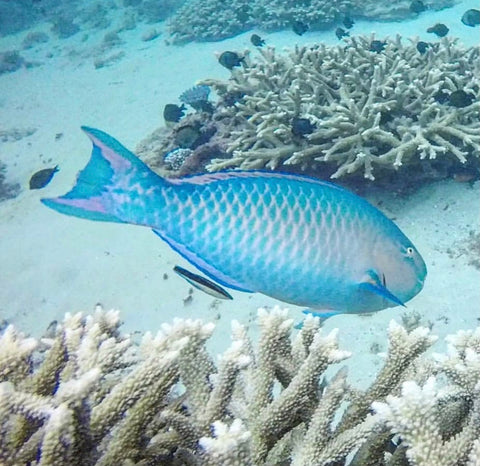 Parrotfish