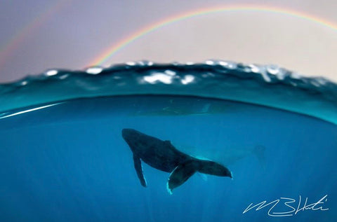 A Humpback whale swims through the ocean. Photo by @creationscape on Instagram.