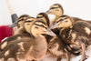 Rescued duckies.png