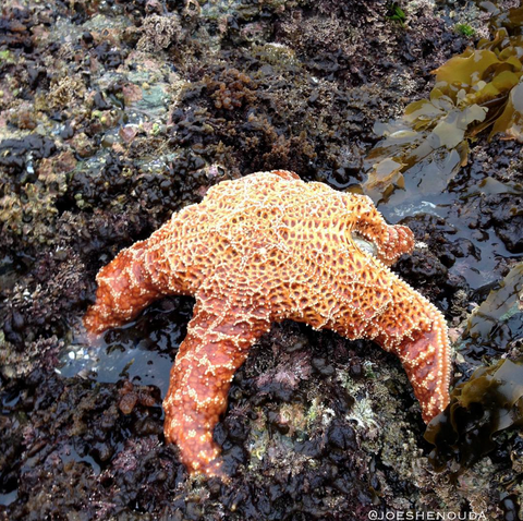 Seastar or starfish