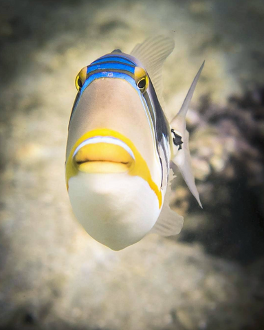 Picasso Triggerfish image from Instagram user @submerged_images