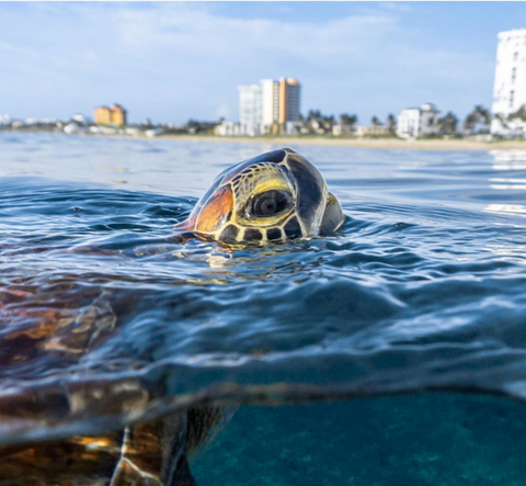 Sea turtle image by @zackvibes on Instagram