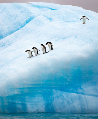 Penguin photo by Justin Hofman on Instagram