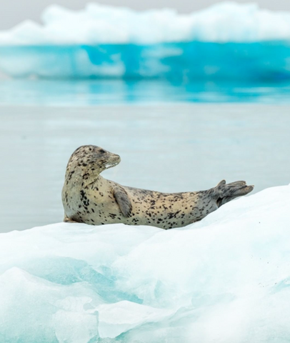 Instagram Photo by Justin Hofman of a seal