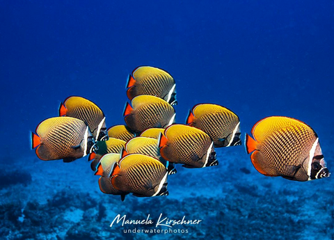 Photo of a Collared Butterflyfish by Manuela Kirschner on Instagram