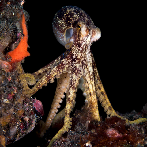 Photo of a blue ringed octopus by William Soo on Instagram