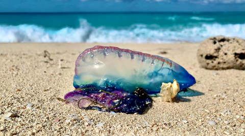 Photo of a Portuguese Man O'War by Chelle Blais on Instagram