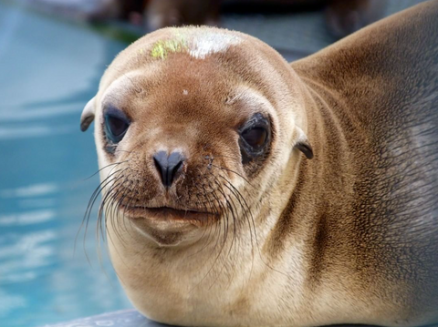 Photo of a Seal from The Marine Mammal Center on instagram @themarinemammalcenter