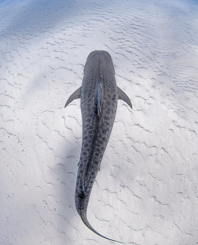 Tiger Shark photo from Instagram user Jason Washington