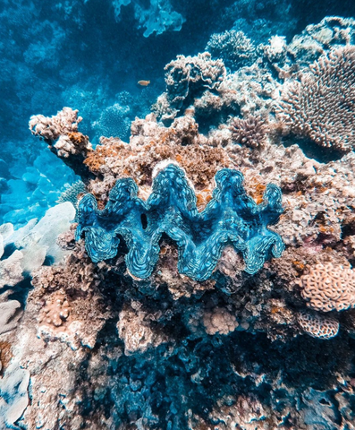 Image of a giant clam by Instagram user Amy Mercer