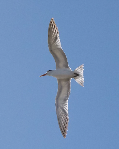 Image of a Tern by instagram user Peter Rae