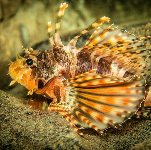 Image of Dwarf Zebra Lionfish by Instagram user Danny Lee