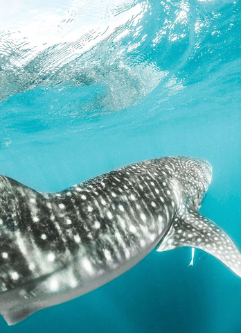 Picture of Whale Shark by Instagram user Amy Mercer
