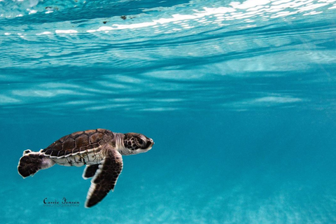Image of a sea turtle hatchling by Instagram user Cassie Jensen