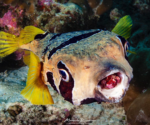 Image of a Black Blotched Porcupinefish by Instagram user Manuela Kirschner