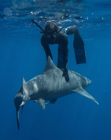 Image of shark research by Instagram user Marina