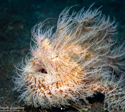 Image of a Striated Frogfish by Instagram user Manuela Kirschner