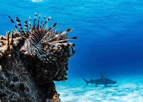 Image of a Lionfish by Instagram user Chelle Blais