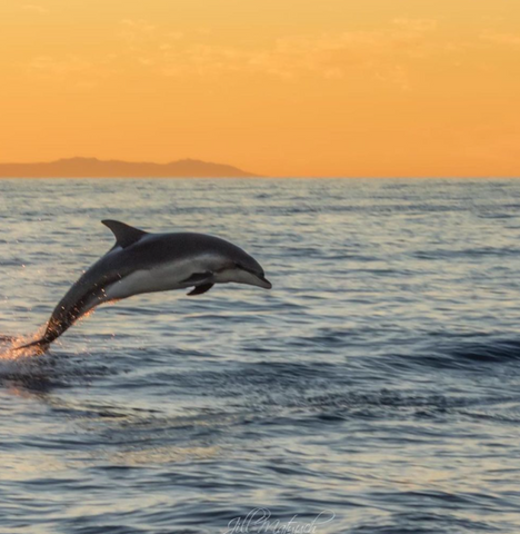 Image of a dolphin jumping by Instagram, user Jill @jillma2sh21