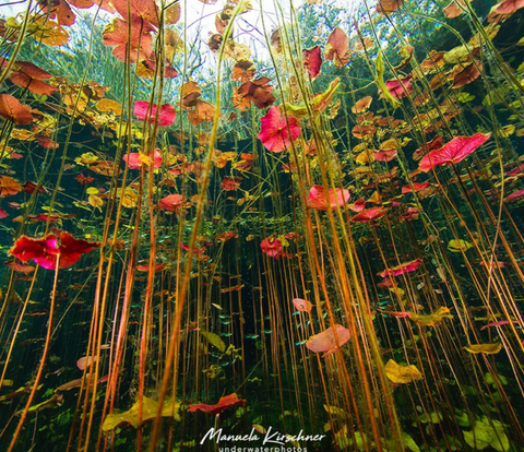 Image of Underwater Lilies by Instagram user Manuela Kirschner