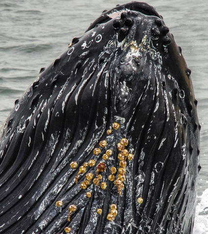 Image of a humpback whale by Derek Troxell