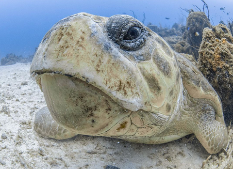 Photo of a Sea Turtle by Jason Washington