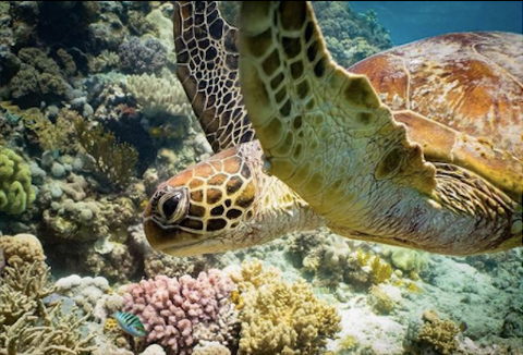 Instagram photo of a Green Sea Turtle swimming by coral. Photo by Danny Lee. 