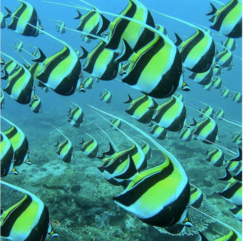 Photo of a group of Moorish Idols swimming through the ocean. Photo from @divercaptain on Instagram.