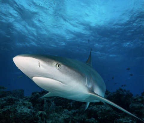 Caribbean Reef Shark swimming through the ocean. Photo by Steve Peletz. 